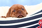 Dogue de Bordeaux Puppy