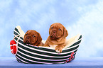 Dogue de Bordeaux Puppies