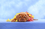 Dogue de Bordeaux Puppy