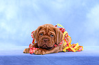 Dogue de Bordeaux Puppy