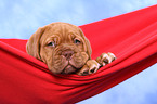 Dogue de Bordeaux Puppy