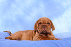 Dogue de Bordeaux Puppy