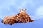 Dogue de Bordeaux Puppy