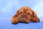 Dogue de Bordeaux Puppy