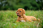 Dogue de Bordeaux Puppy