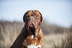 Dogue de Bordeaux Portrait