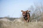 running Dogue de Bordeaux