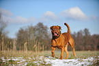 running Dogue de Bordeaux