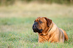 lying Dogue de Bordeaux