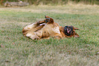 rolling Dogue de Bordeaux