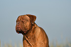 Dogue de Bordeaux Portrait