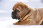 Dogue de Bordeaux Puppy