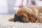 Dogue de Bordeaux Puppy