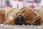 Dogue de Bordeaux Puppy