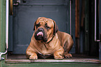 lying Dogue de Bordeaux