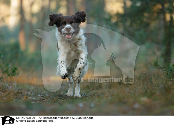 rennender Drentsche Patrijshund / running Dutch partridge dog / KB-03699