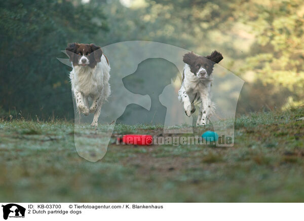 2 Drentsche Patrijshunde / 2 Dutch partridge dogs / KB-03700