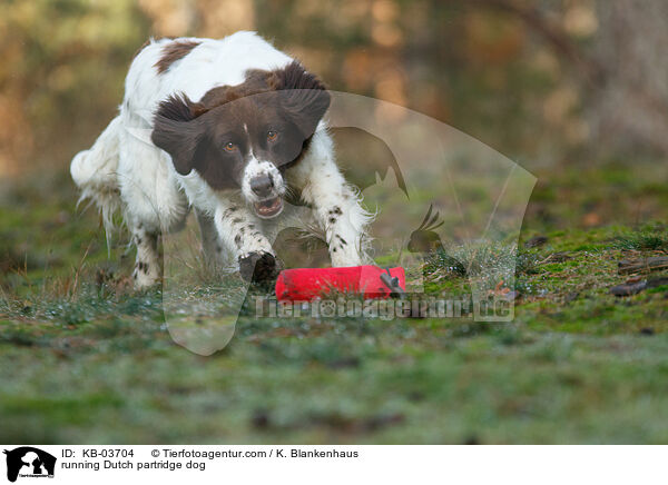 rennender Drentsche Patrijshund / running Dutch partridge dog / KB-03704