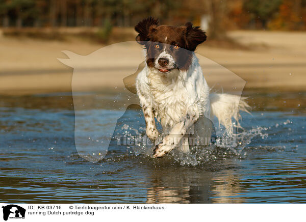 rennender Drentsche Patrijshund / running Dutch partridge dog / KB-03716