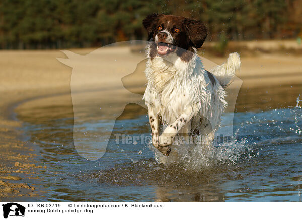 rennender Drentsche Patrijshund / running Dutch partridge dog / KB-03719