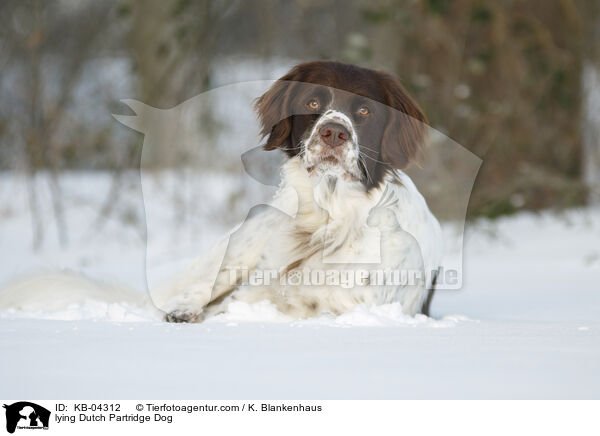 liegender Drentsche Patrijshund / lying Dutch Partridge Dog / KB-04312