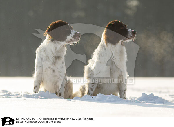 Drentsche Patrijshunde im Schnee / Dutch Partridge Dogs in the snow / KB-04319