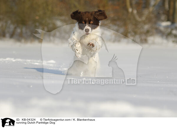 rennender Drentsche Patrijshund / running Dutch Partridge Dog / KB-04324