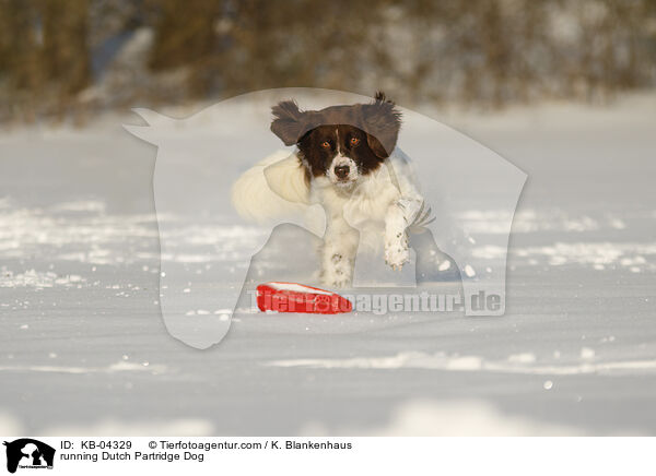 rennender Drentsche Patrijshund / running Dutch Partridge Dog / KB-04329