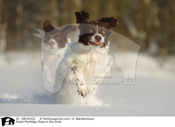 Drentsche Patrijshunde im Schnee / Dutch Partridge Dogs in the snow / KB-04332