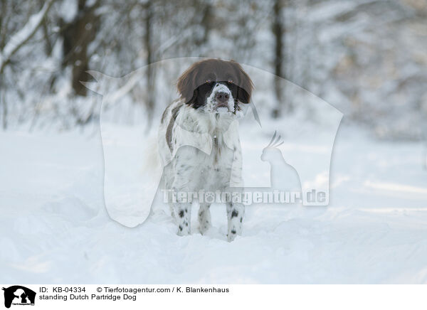 stehender Drentsche Patrijshund / standing Dutch Partridge Dog / KB-04334