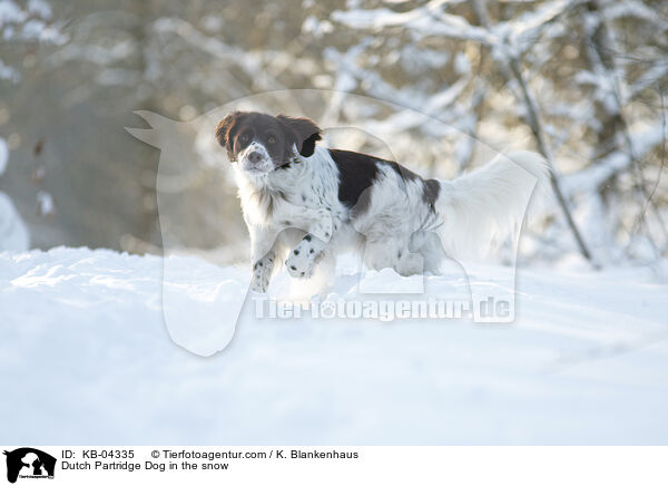 Drentsche Patrijshund im Schnee / Dutch Partridge Dog in the snow / KB-04335