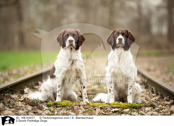 2 Drentsche Patrijshunde / 2 Dutch Partridge Dogs / KB-04931