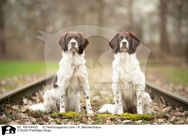 2 Drentsche Patrijshunde / 2 Dutch Partridge Dogs / KB-04932