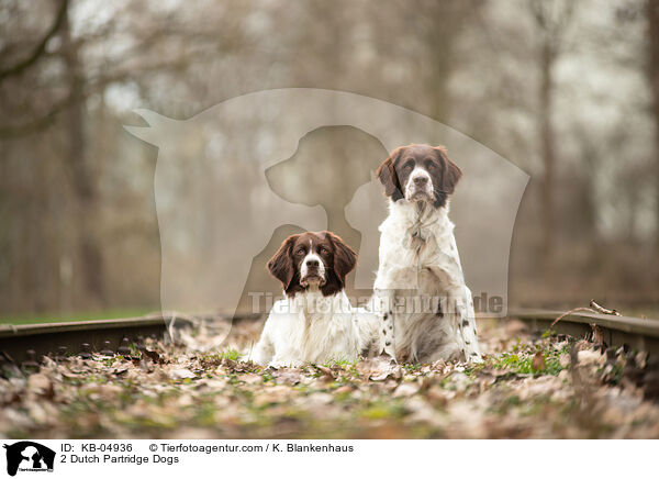 2 Drentsche Patrijshunde / 2 Dutch Partridge Dogs / KB-04936