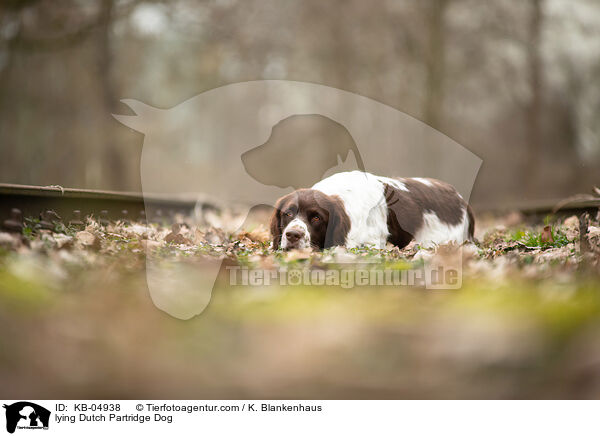 liegender Drentsche Patrijshund / lying Dutch Partridge Dog / KB-04938