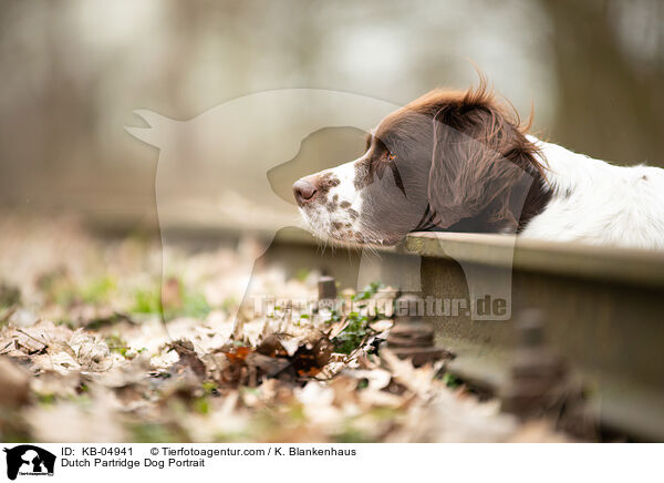 Drentsche Patrijshund Portrait / Dutch Partridge Dog Portrait / KB-04941