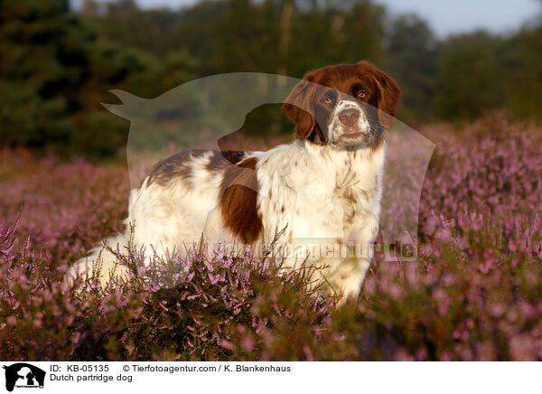 Drentsche Patrijshund / Dutch partridge dog / KB-05135