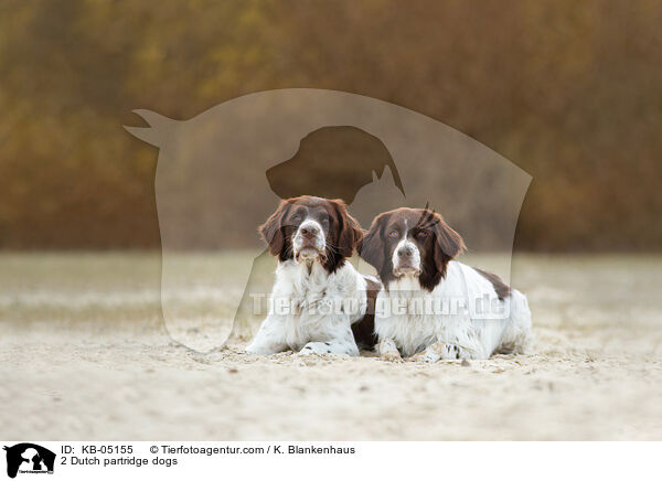 2 Drentsche Patrijshunde / 2 Dutch partridge dogs / KB-05155