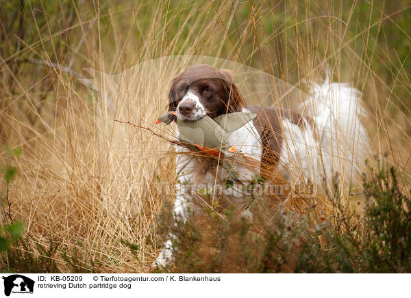 apportierender Drentsche Patrijshund / retrieving Dutch partridge dog / KB-05209