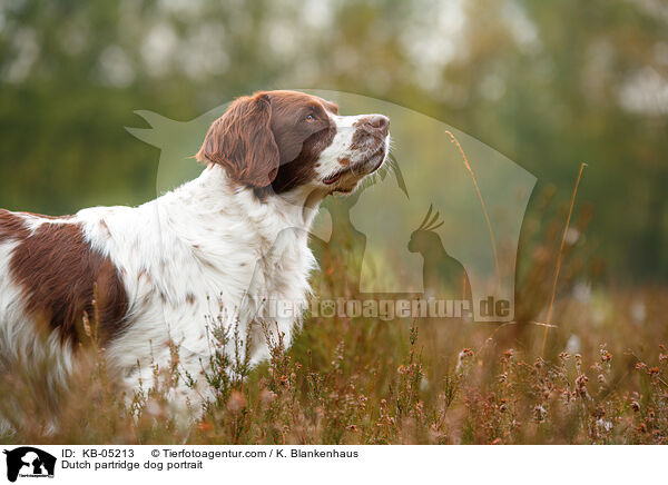 Drentsche Patrijshund Portrait / Dutch partridge dog portrait / KB-05213