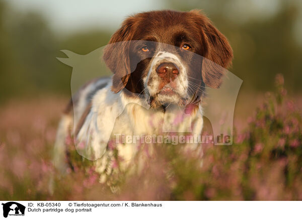 Drentsche Patrijshund Portrait / Dutch partridge dog portrait / KB-05340