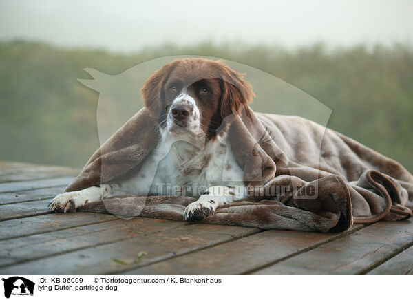 liegender Drentsche Patrijshund / lying Dutch partridge dog / KB-06099