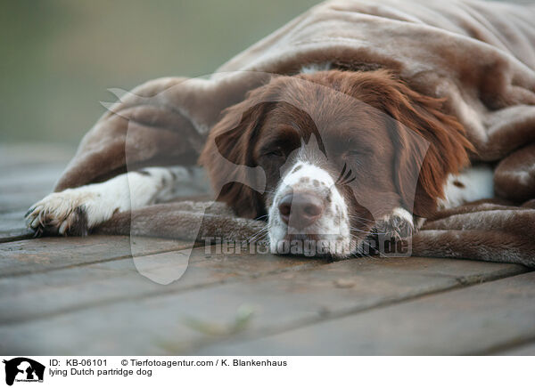 liegender Drentsche Patrijshund / lying Dutch partridge dog / KB-06101