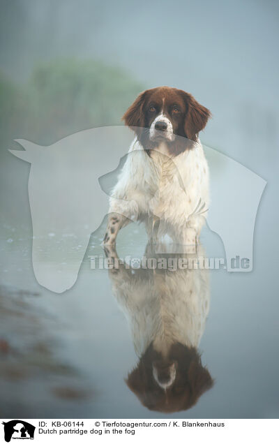Drentsche Patrijshund im Nebel / Dutch partridge dog in the fog / KB-06144