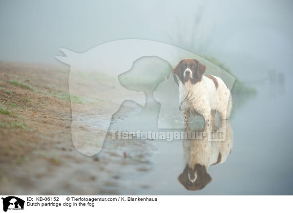 Dutch partridge dog in the fog / KB-06152