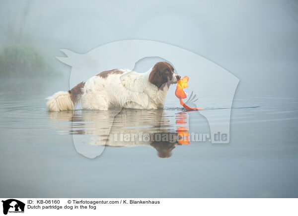 Drentsche Patrijshund im Nebel / Dutch partridge dog in the fog / KB-06160