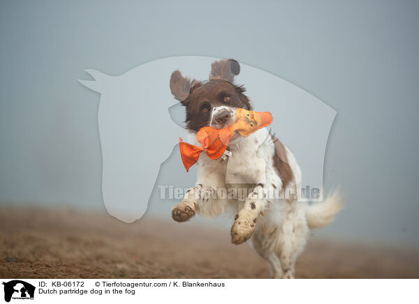 Drentsche Patrijshund im Nebel / Dutch partridge dog in the fog / KB-06172