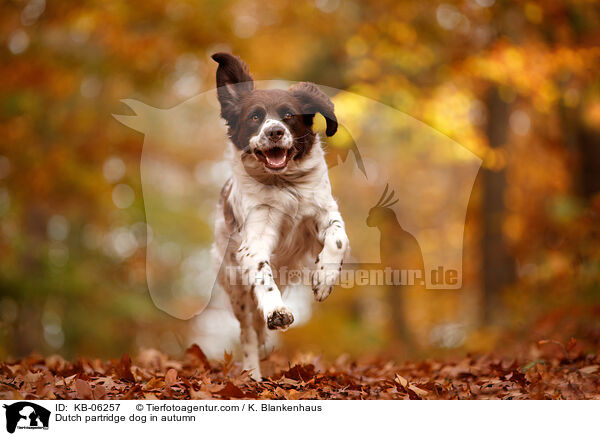 Drentsche Patrijshund im Herbst / Dutch partridge dog in autumn / KB-06257