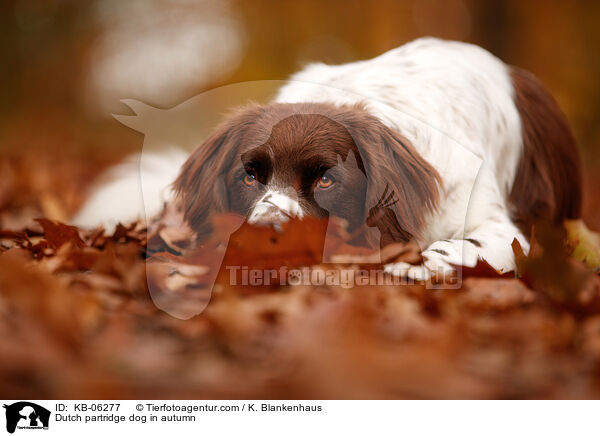 Drentsche Patrijshund im Herbst / Dutch partridge dog in autumn / KB-06277