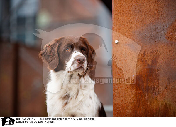 Drentsche Patrijshund Portrait / Dutch Partridge Dog Portrait / KB-06740